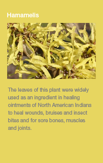 Hamamelis